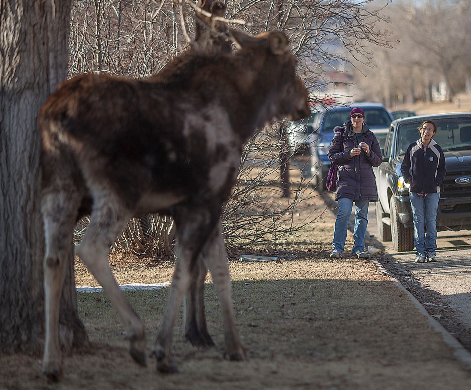 Two pedestrians look at a moose on 101 Street in the south end of Peace River, Alberta on Wednesday April 9, 2014. ADAM DIETRICH/RECORD-GAZETTE/QMI AGENCY