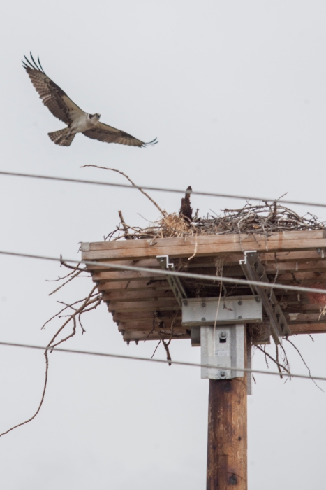 An Osprey flies near power lines and it's nest next to Highway Two  north of Grimshaw, Alberta on Friday May 30, 2014. The nest was built on top of a platform constructed by ATCO Electric which was trying to encourage the Osprey to nest on that pole as opposed to live wires. ADAM DIETRICH/RECORD-GAZETTE/QMI AGENCY
