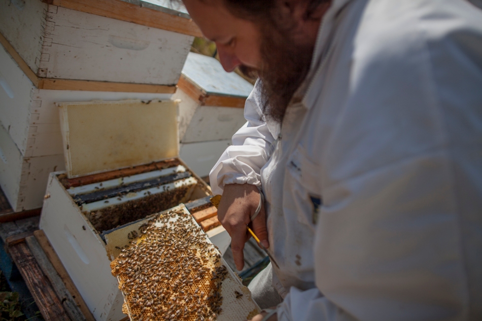 Dennis Simoneau, one of the co-owner's of Simoneau's Honey Buzziness in St. Isidore, Alta. checks on his bees. Adam Dietrich | Record-Gazette/QMI Agency